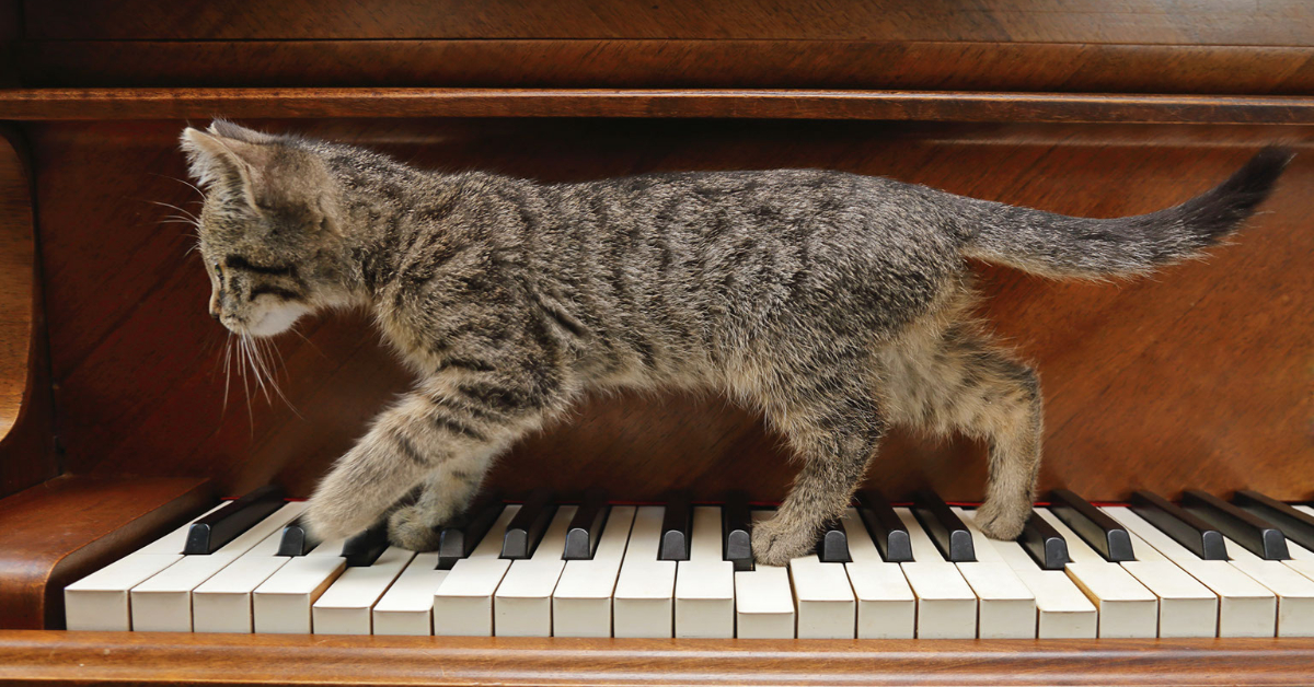 Cat Piano