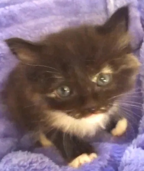 Sophie as a Kitten