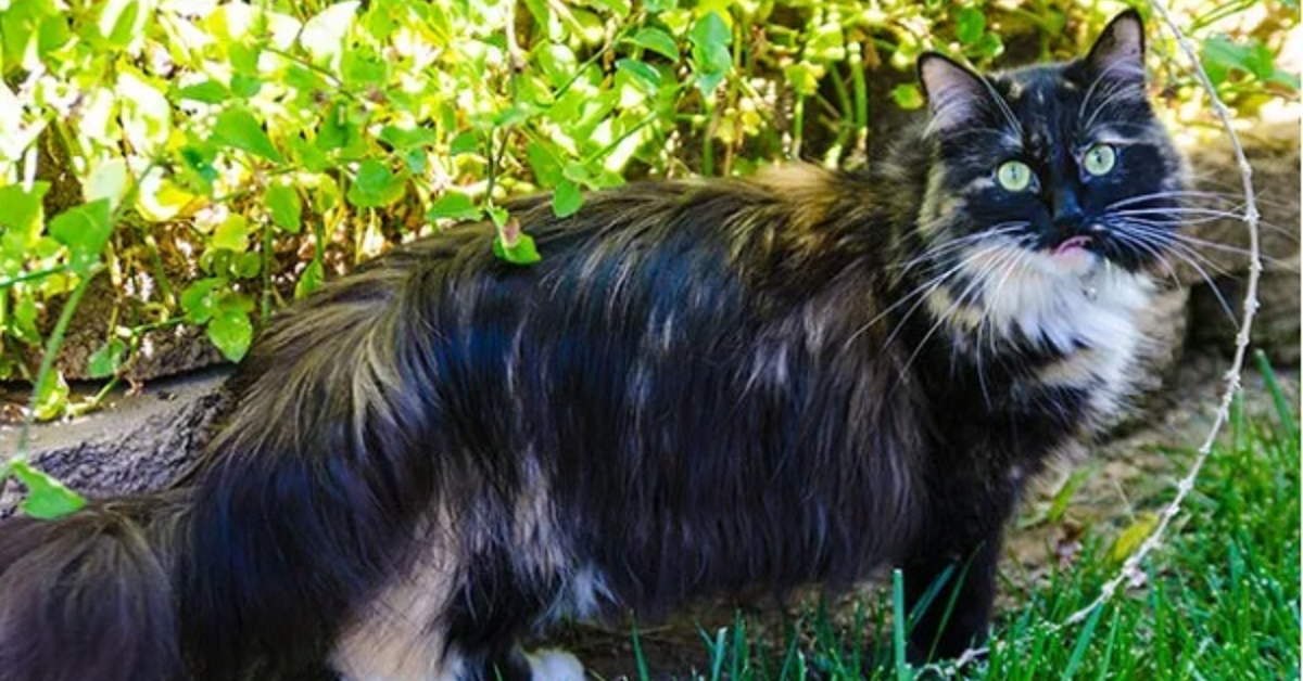 Longest Cat Fur