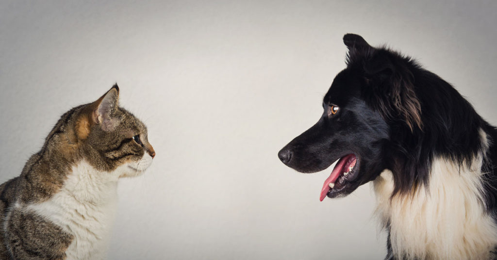 Cat versus Dog