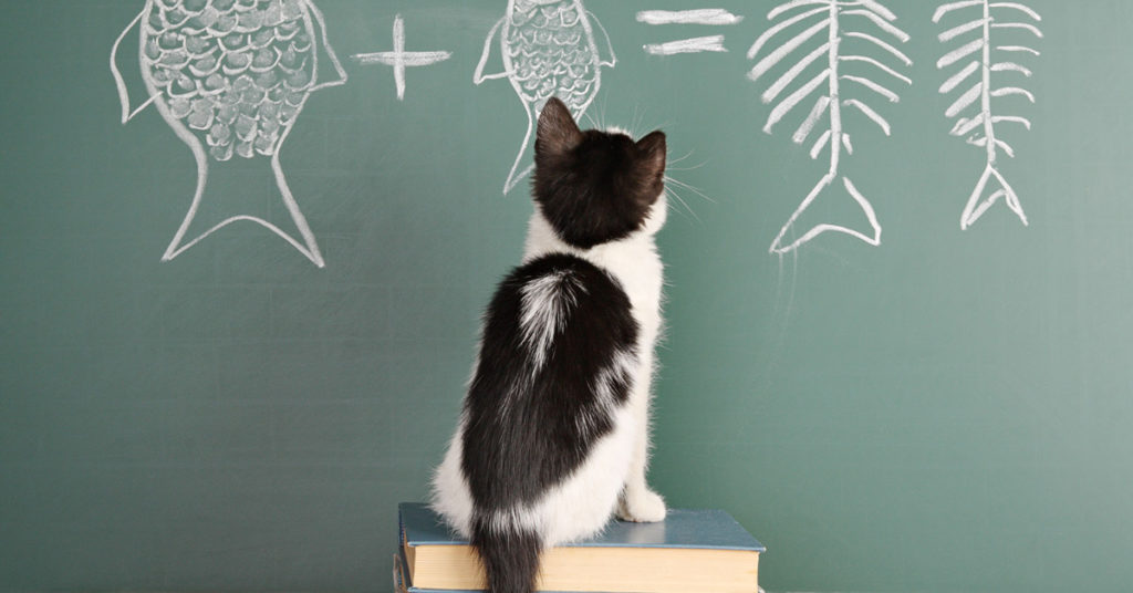 Cat Learning