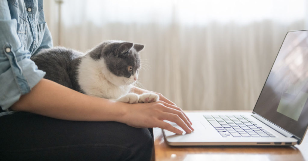 Cat Bonding with Humans