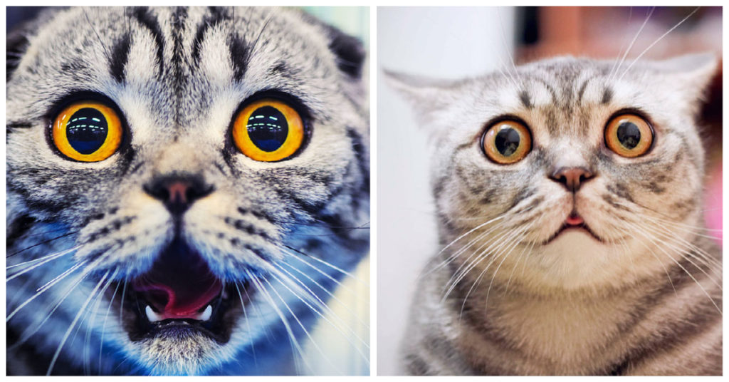 Shocked Cats