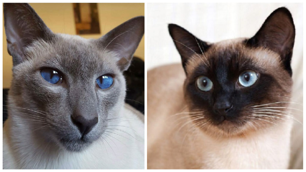 Siamese Cat Breed