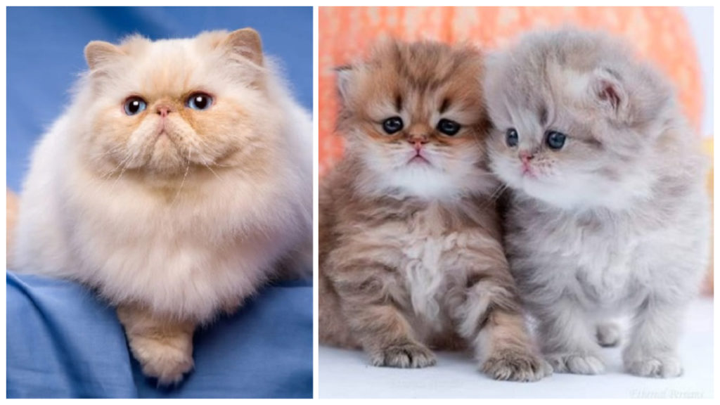 Persian Cat Breed