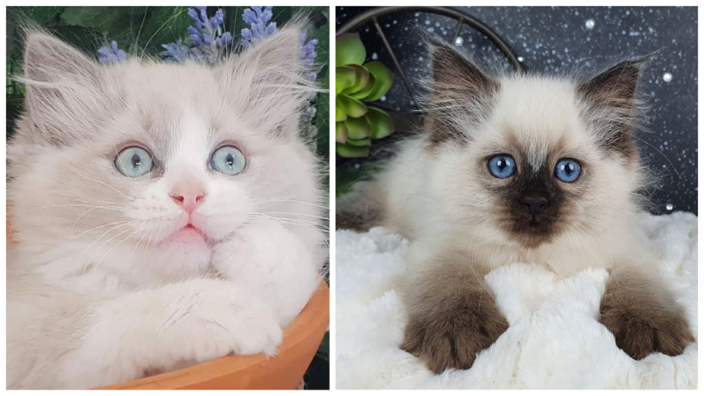 Ragdoll Cat Breed