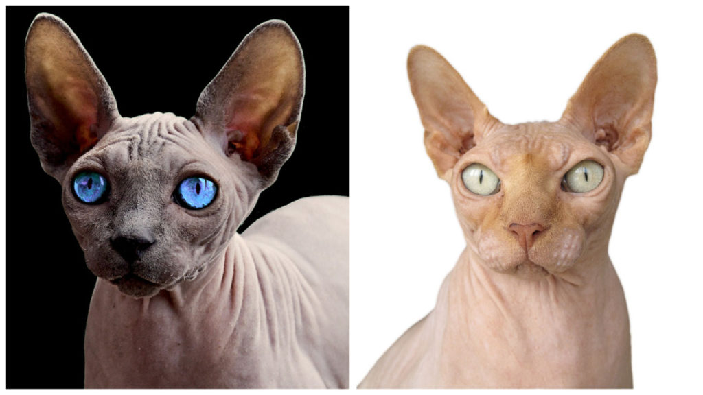 Sphynx Cat Breed