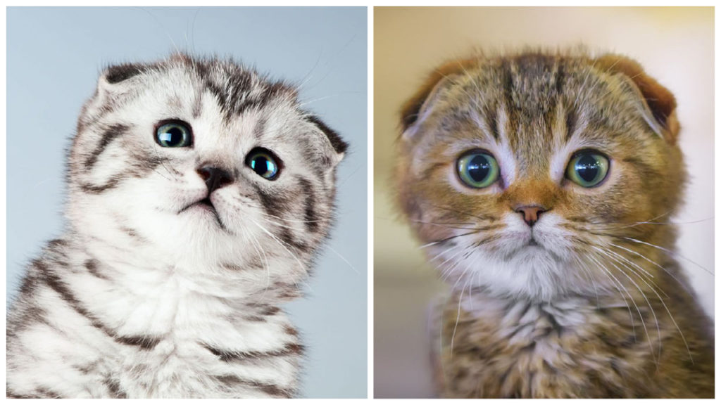 Scottish Fold Breed