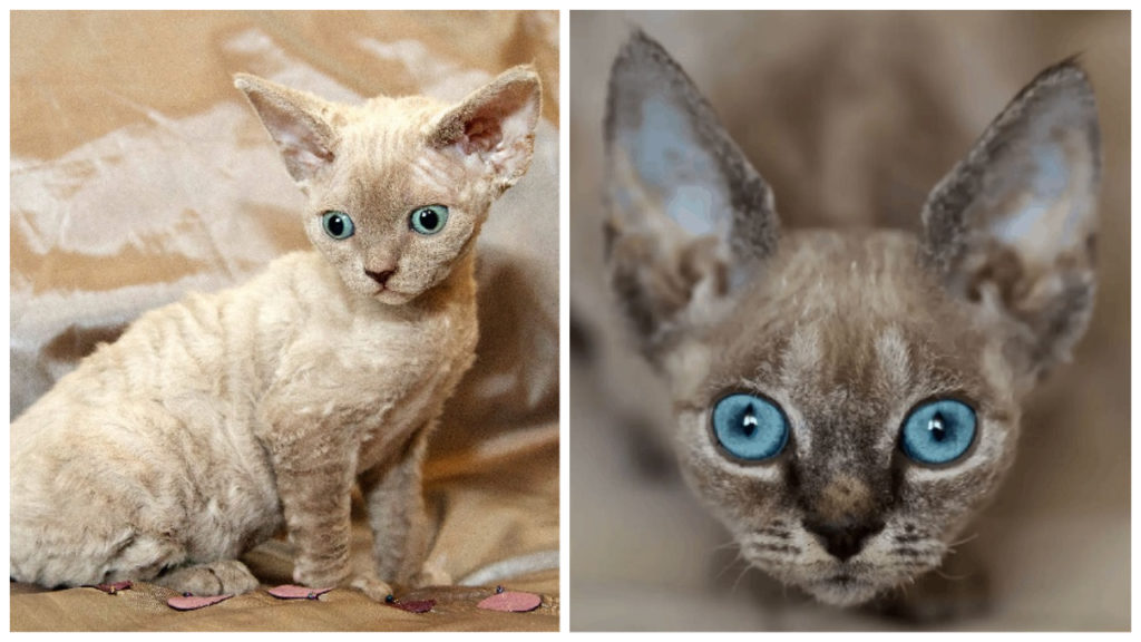 Devon Rex Breed