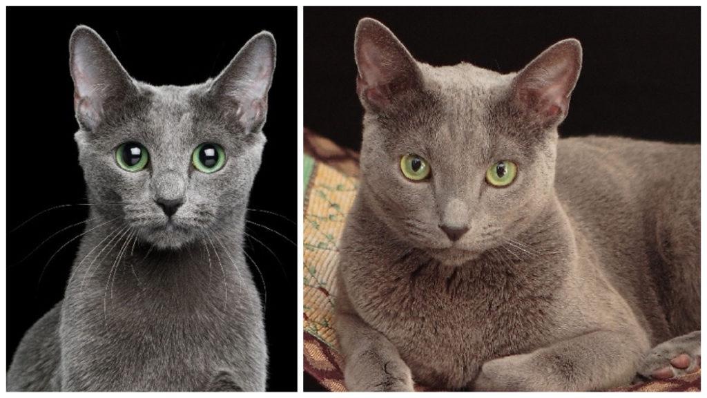 Russian Blue Breed