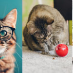 Smartest Cat Breeds