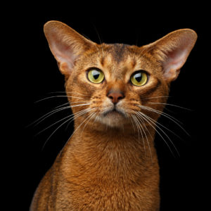 Abyssinian Intelligent Cat