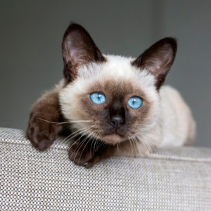 Siamese Intelligent Cat