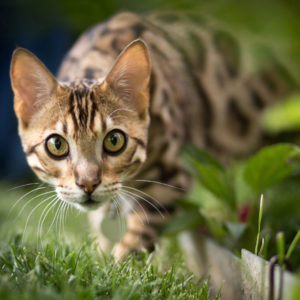 Bengal Cat Breed