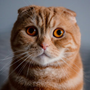 Scottish Fold Cat Breed