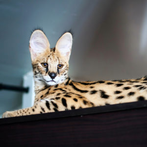 Savannah Intelligent cats