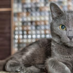 Russian Blue Cat