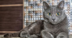 Russian Blue Cat