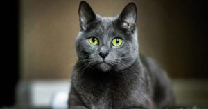 Russian Blue Cat Eye Color