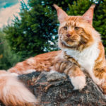 Maine Coon Cat Breed