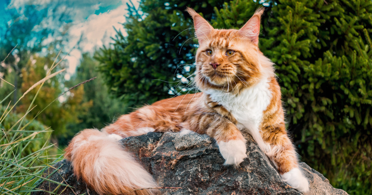 Maine Coon Cat Breed