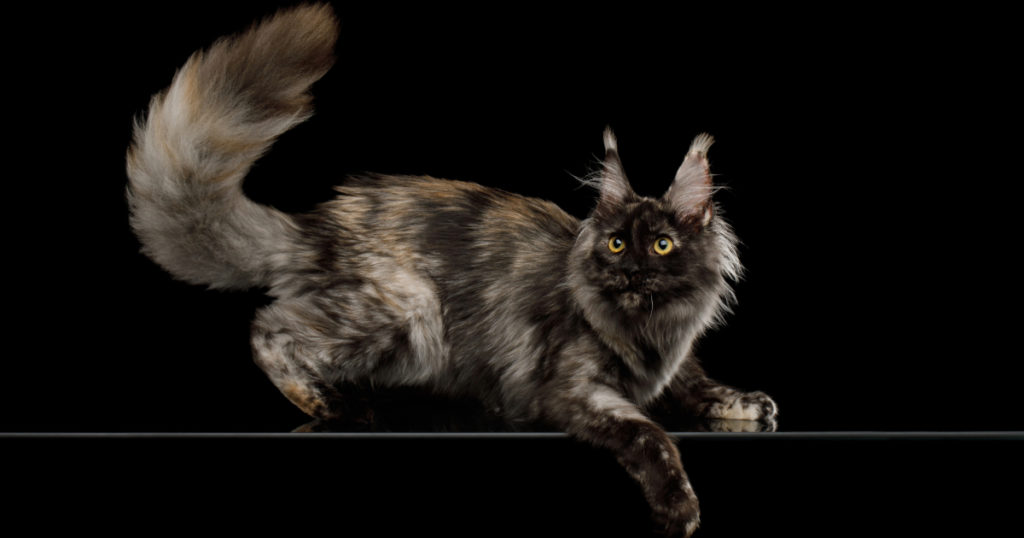 Maine Coon Traits