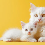 White Cats and White Kittens