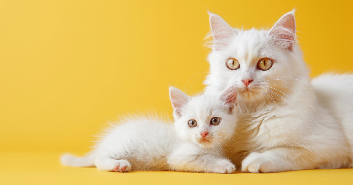 White Cats and White Kittens