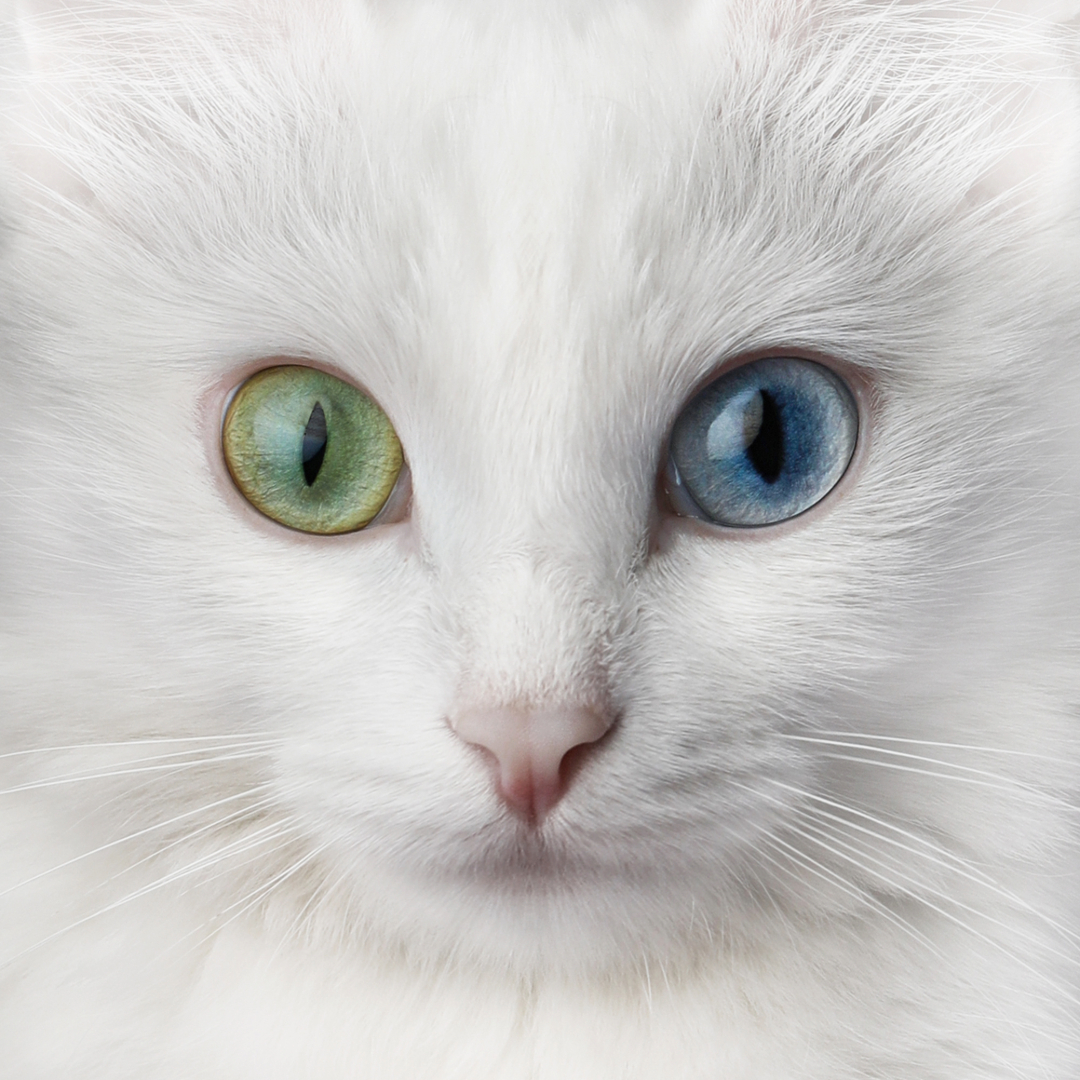 White Cat Breeds