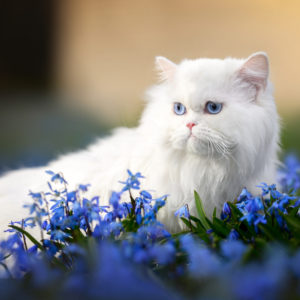 White Persian Cat