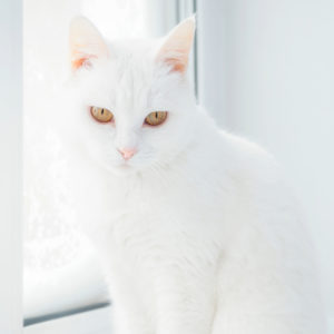 White Cat Breeds