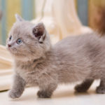 Munchkin Cats