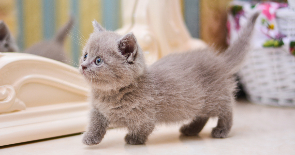 Munchkin Cats