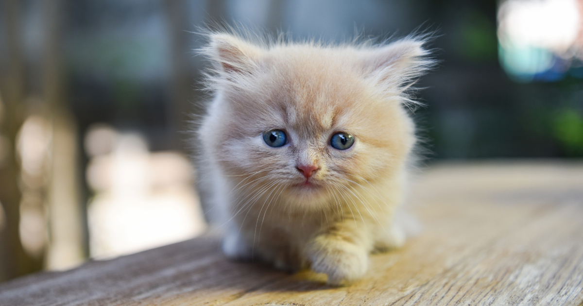 Munchkin Cats