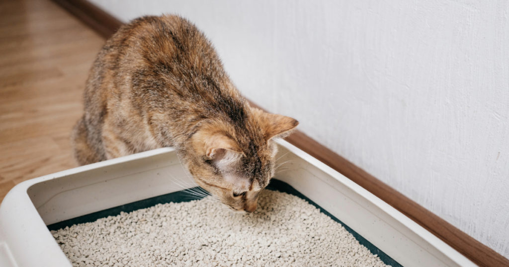 Reduce Cat Stress:  Clean Litter Box