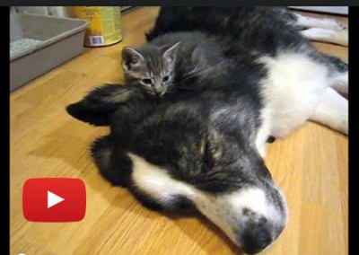 Kittens snuggling on top of one large dog! Pretty cute :)
