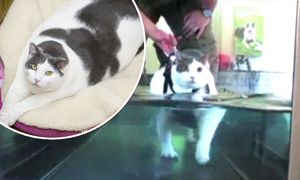 Holly the cat travels 190 Miles to reunite with her family ...