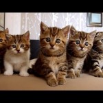 Some funny video moments of five little kittens :)