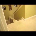 The differences between dogs and cats.....teaching their offspring to use the stairs - Watch and tell us if you think this is a true