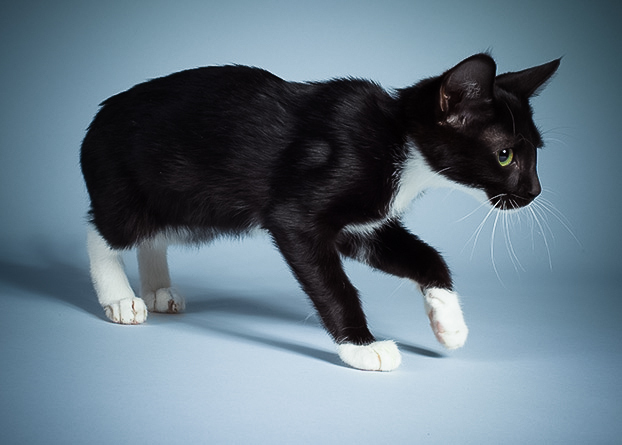 Meet the ADORABLE Kitty Stars of the halftime show of PuppyBowl 2014, courtesy of Animal Planet. 

Click on the below link to see the 30