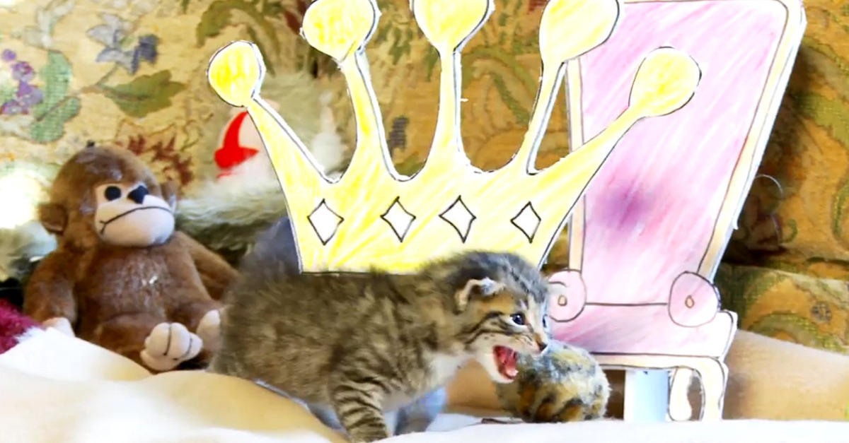 All-Kitten ‘Lion King’ Remake Is a Feline Masterpiece [VIDEO]