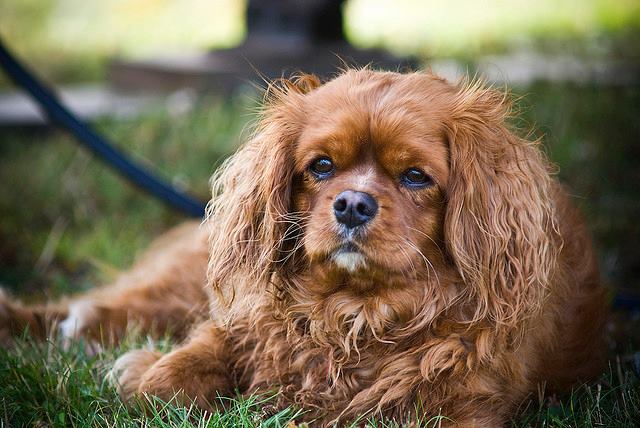 A veterinarian talks about dealing with older people and older animals, a sensitive subject that we all experience in one way or another: