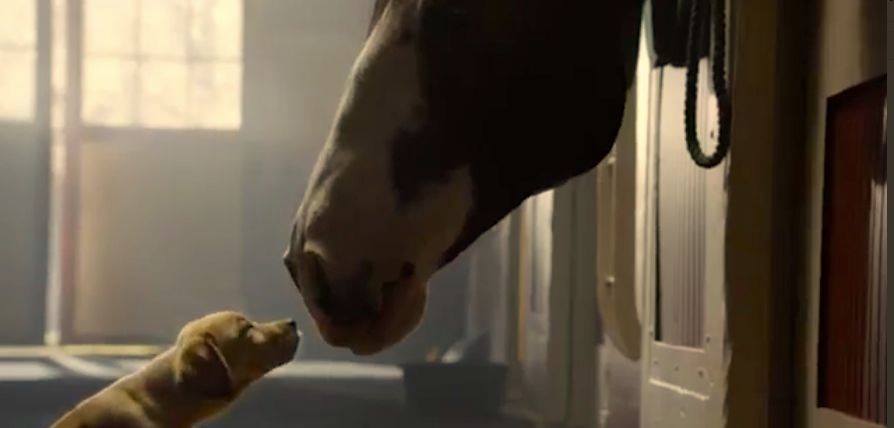 Surely this ad was your favourite part of the Super Bowl XLVIII?
#BestBuds #PuppyLove #Budweiser