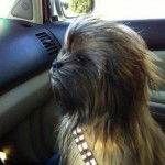 Now is this a dog....or chewbacca? ;)