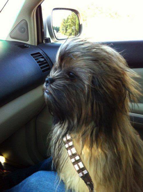 Now is this a dog….or chewbacca? ;)