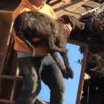 Rescuers found the family dog alive in all the rubble of the Oso mudslide - Wow!