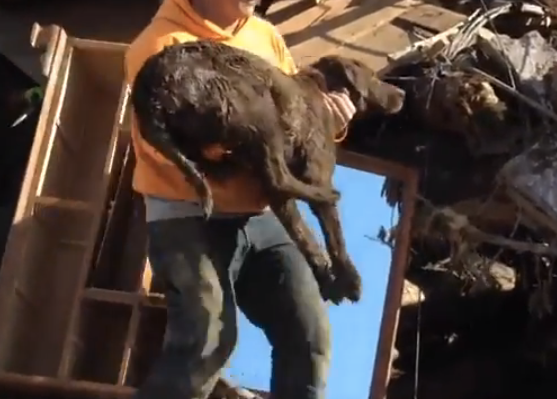 Rescuers found the family dog alive in all the rubble of the Oso mudslide – Wow!