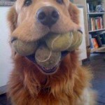 We see 4 balls....but we suspect 6 might be in there :)
Does your dog play this game?