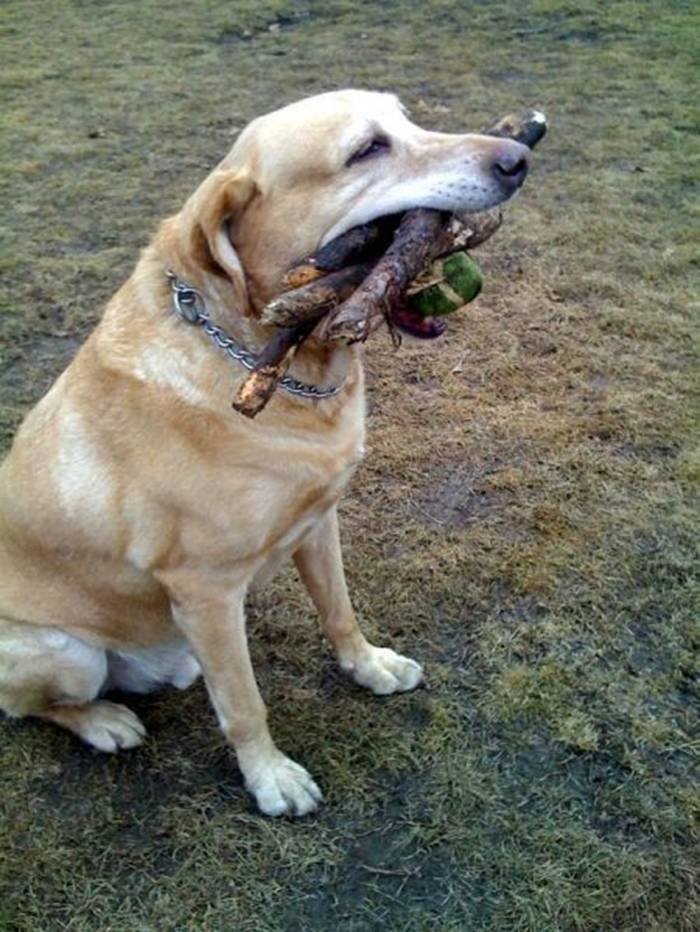 “i think i can probably fit in one more tennis ball…to go with my stick collection” #luvdogs