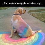 It's a Rainbow Labrador
Chalk drawings....an occupational hazard when you are the family pet :)